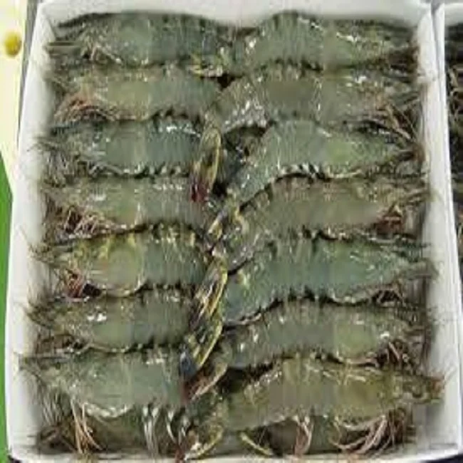 Salted Baby Shrimp With Cheap Price Good Quality