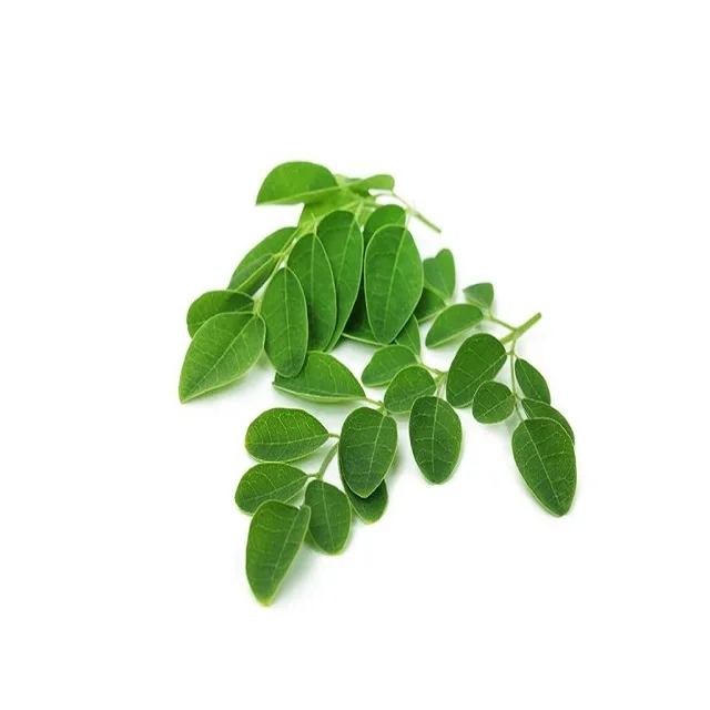 100% Pure Natural Indian Medicinal Herbs Moringa Powder Leaf