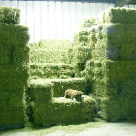 Alfalfa Hay  Animal Feed Alfalfa Hay from South Africa