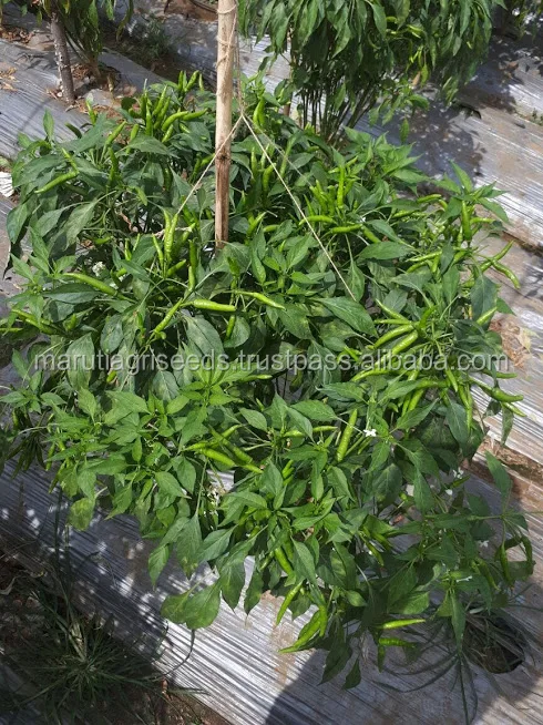 
MARUTI - KIRTI CHILLI SEEDS (UPRIGHT) 