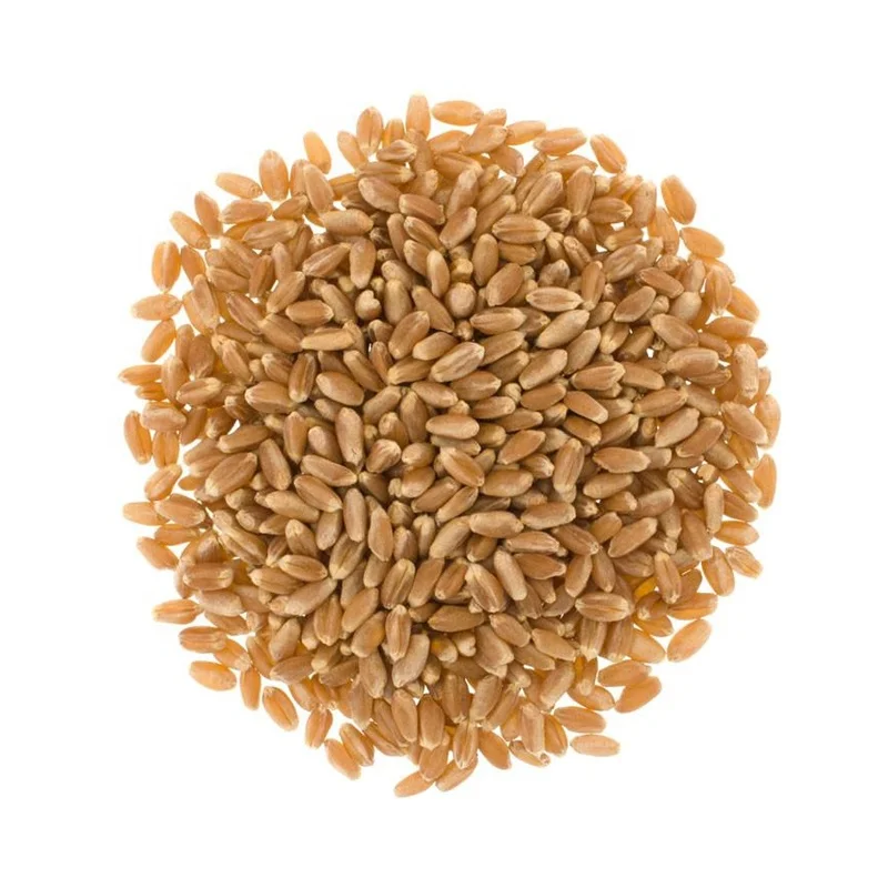 Best Quality Milling Wheat