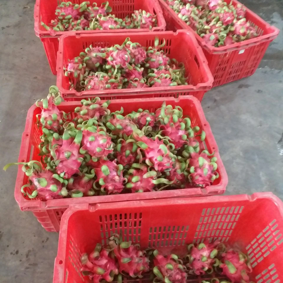 Белая pitaya/красная pitaya лидер продаж Вьетнам