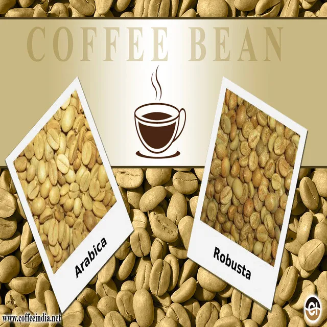 Продавец кофейных зерен ROBUSTA
