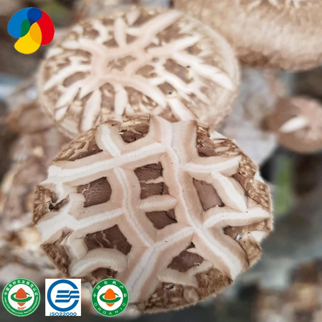 
flower mushroom shiitake mushroom cultivation bag with mushroom farming technology 