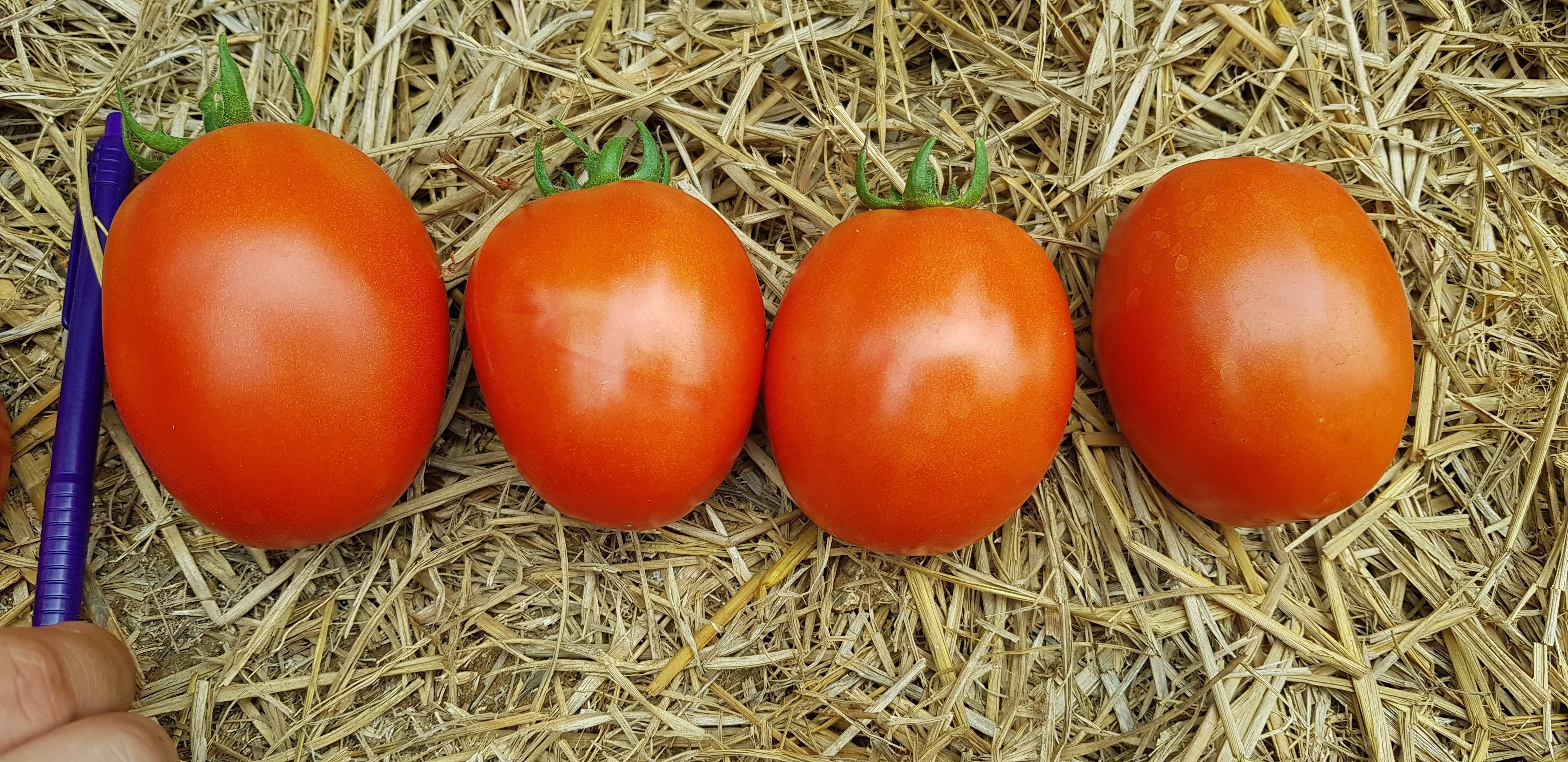 
Tomato Hybrid Rida F1 Seeds 
