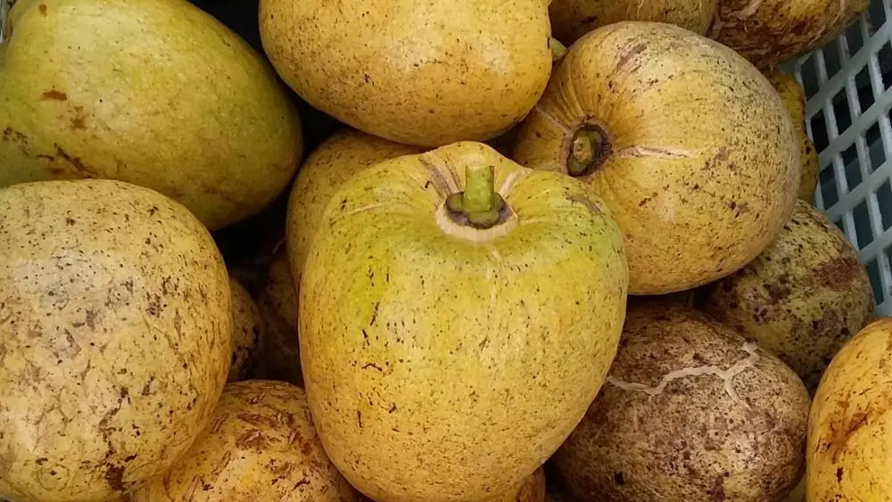 NEW CROP FRESH ANNONA GLABRA FROM VIETNAM in 2020