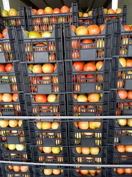 
Fresh Tomato , Cherry Green Tomato , Fresh crop for sale 2019 ready to export 