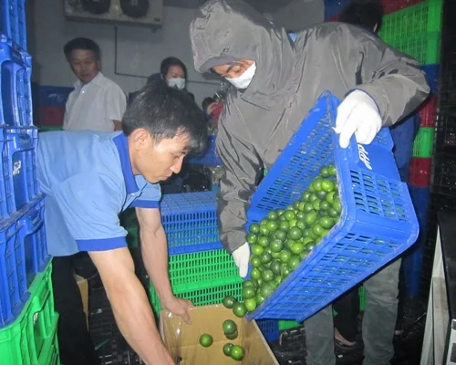 BEST SELLING FRESH SEEDLESS LIME FROM VIETNAM // Ms: Holiday( +84 845 639 639)