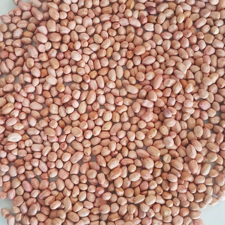 
GROUNDNUT JAVA 50/60 PEANUT KERNELS ORIGIN RAJASTHAN FROM NIK-MAY EXPORTS LLP 