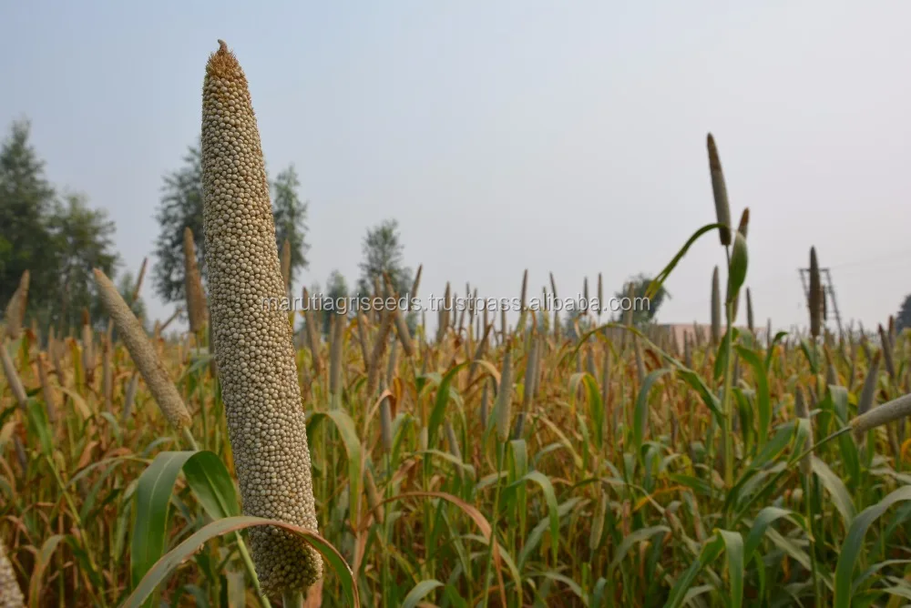 Good Quality Of Bajara Seeds For Malta