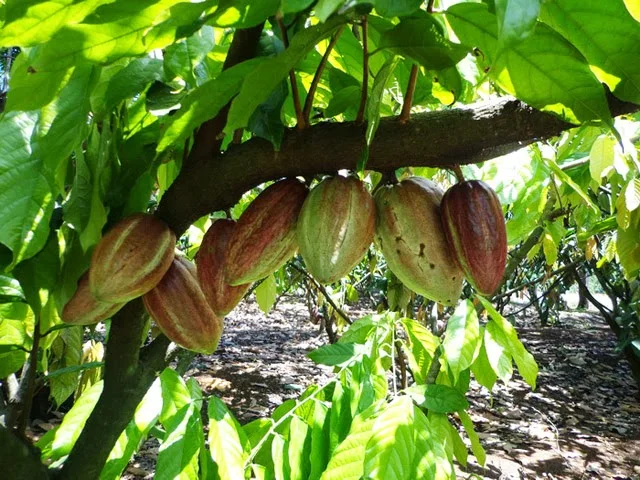 
Cacao Powder/ Cocoa / Cocoa Fruit/ Whatsapp +84-845-639-639 