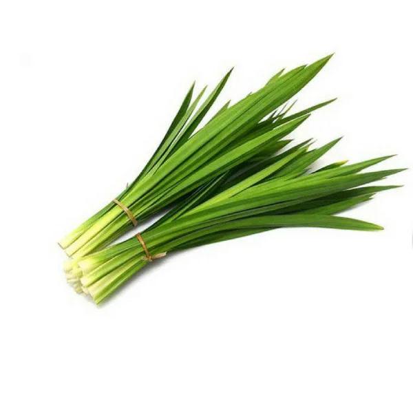 High quality pandan leaves from Viet Nam /contact to +84-845-639-639 Ms.Holiday