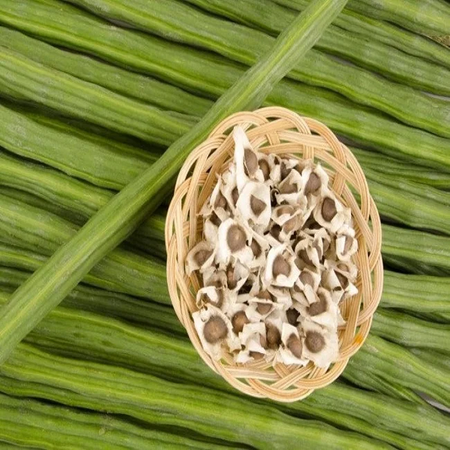 seeds of miracle tree moringa Moringa seed kernals for moringa oil extraction Provides nourishment and energy  Quality