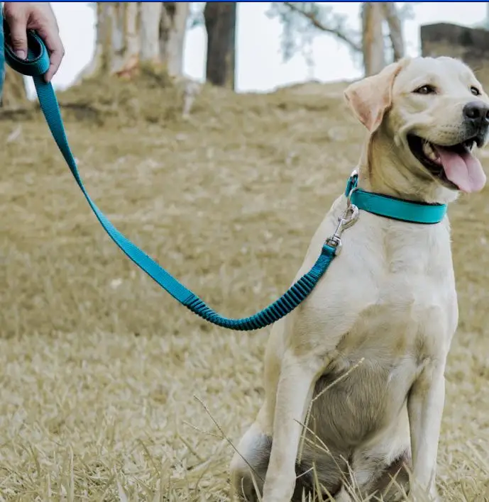 
Newest Taiwan Pet Product Training Outdoor Multi-function Dog Running Elastic Leash 