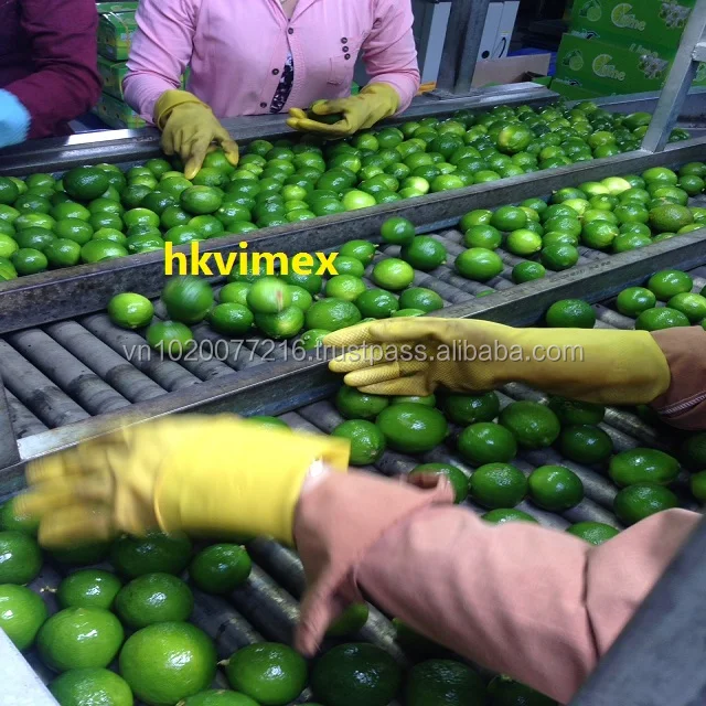 Green lemon/ Fresh lemon seedless/ fresh fuit hight quality