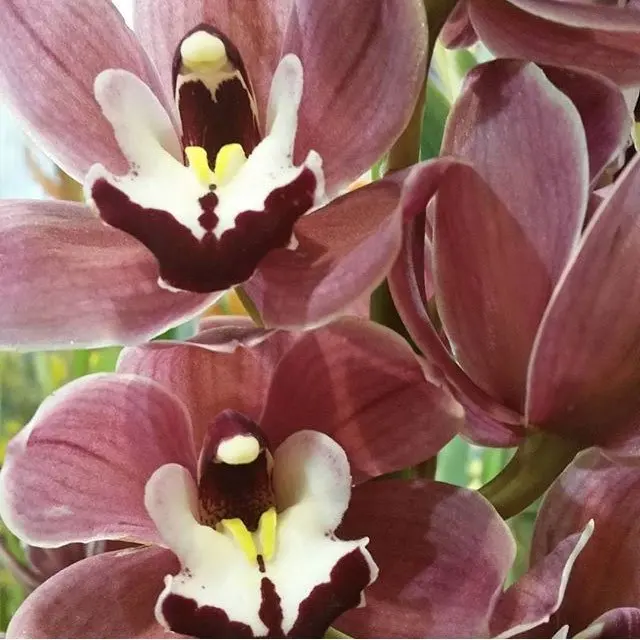 Manuka 100%  Natural and Pure Hydrosol Floral Water