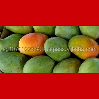 fresh mango fruit ready to export to Russia