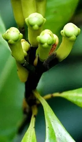 Wholesale Dealer of Most Selling Natural Eugenol (Clove) Oil for Bulk Buyers