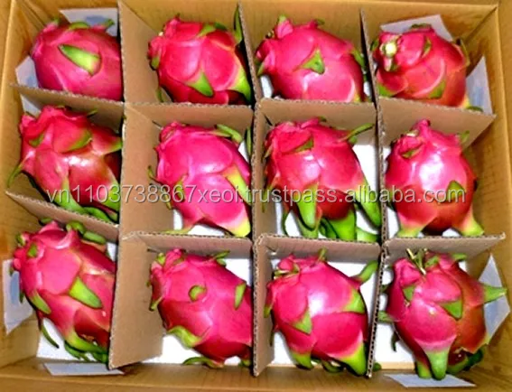 Exporting Dragon Fruit/Good Fresh Dragon
