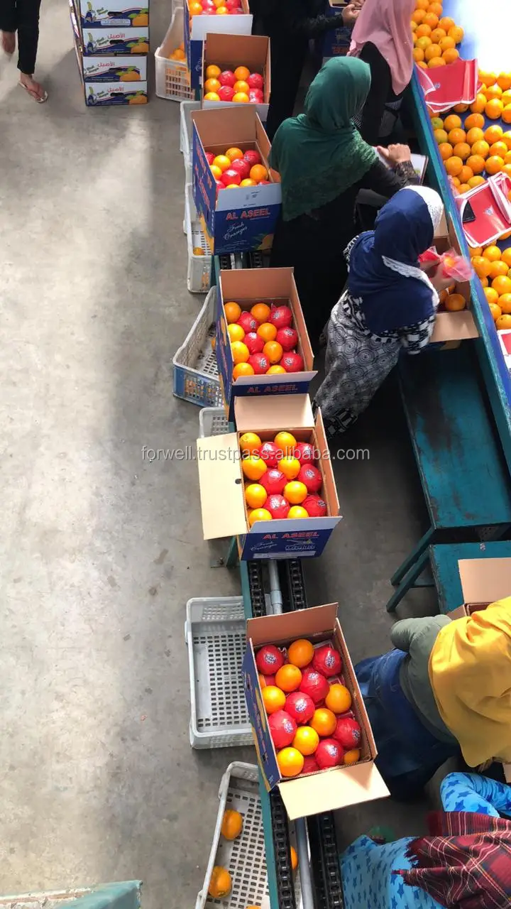 Egypt Navel oranges for Portugal