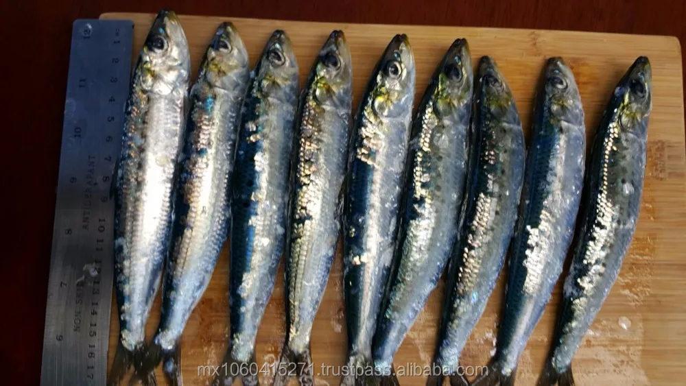 
PACIFIC SARDINE 