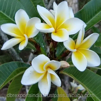 Frangipani Oil #1 from Indian Manufacturer Frangipani Oil #1 at wholesale rate