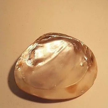 Pearl Oyster Shell