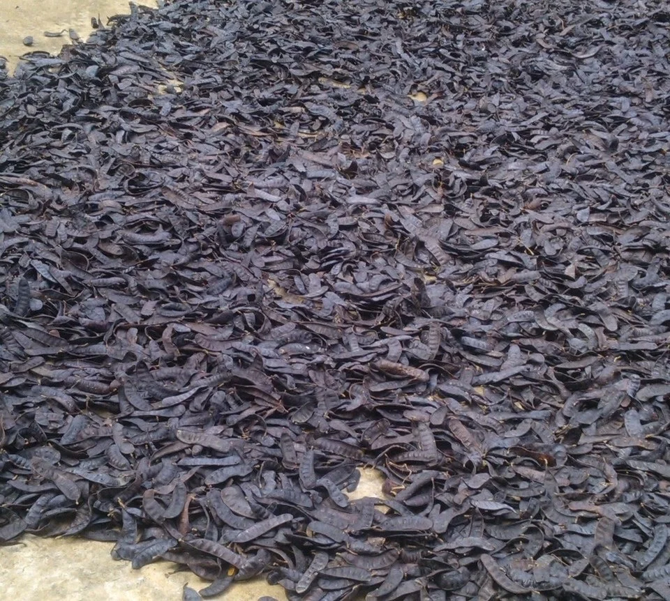 Gleditsia triacanthos Boket Vietnam honey locust