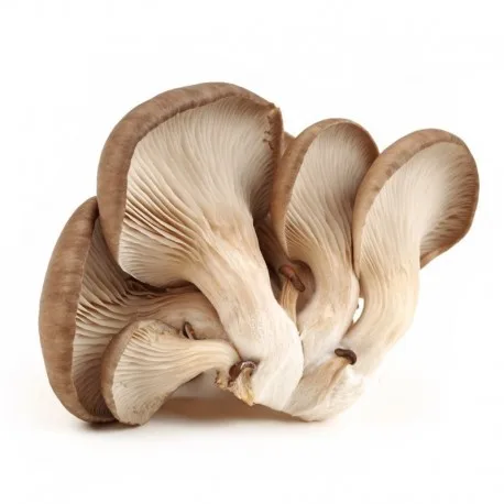 Грибной трюфель дикая морчелла Conica Boletus Edulis Shiitake