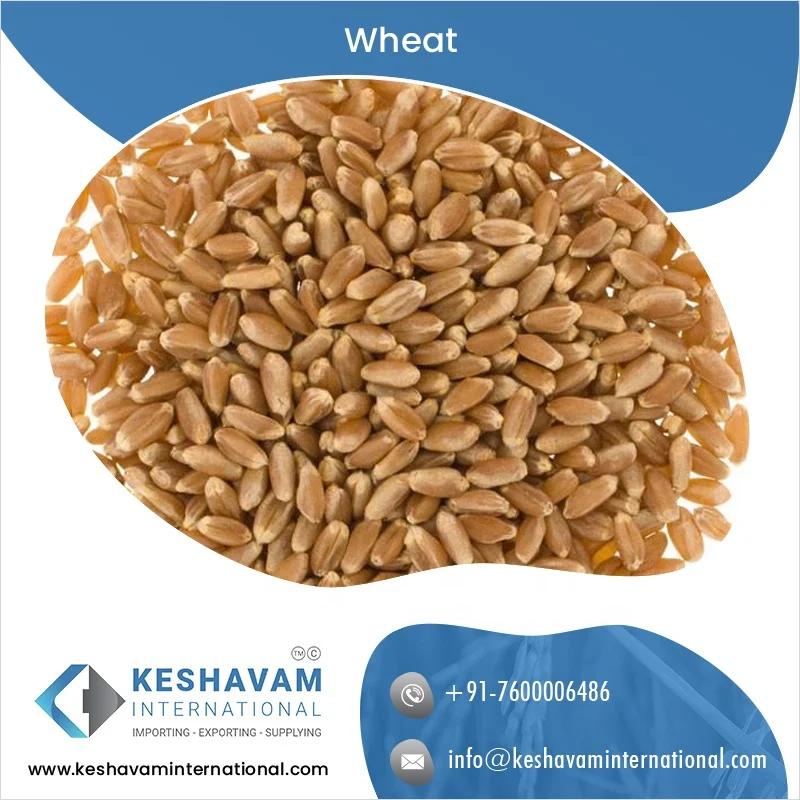 Best Quality Milling Wheat