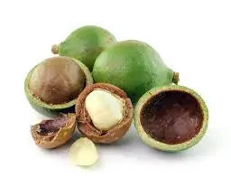Macadamia nuts wholesale Best price high quality +84 845 639 639