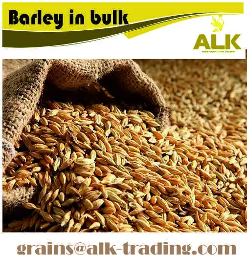 Barley for animal feeding / Ukrainian feed barley in bulk for export