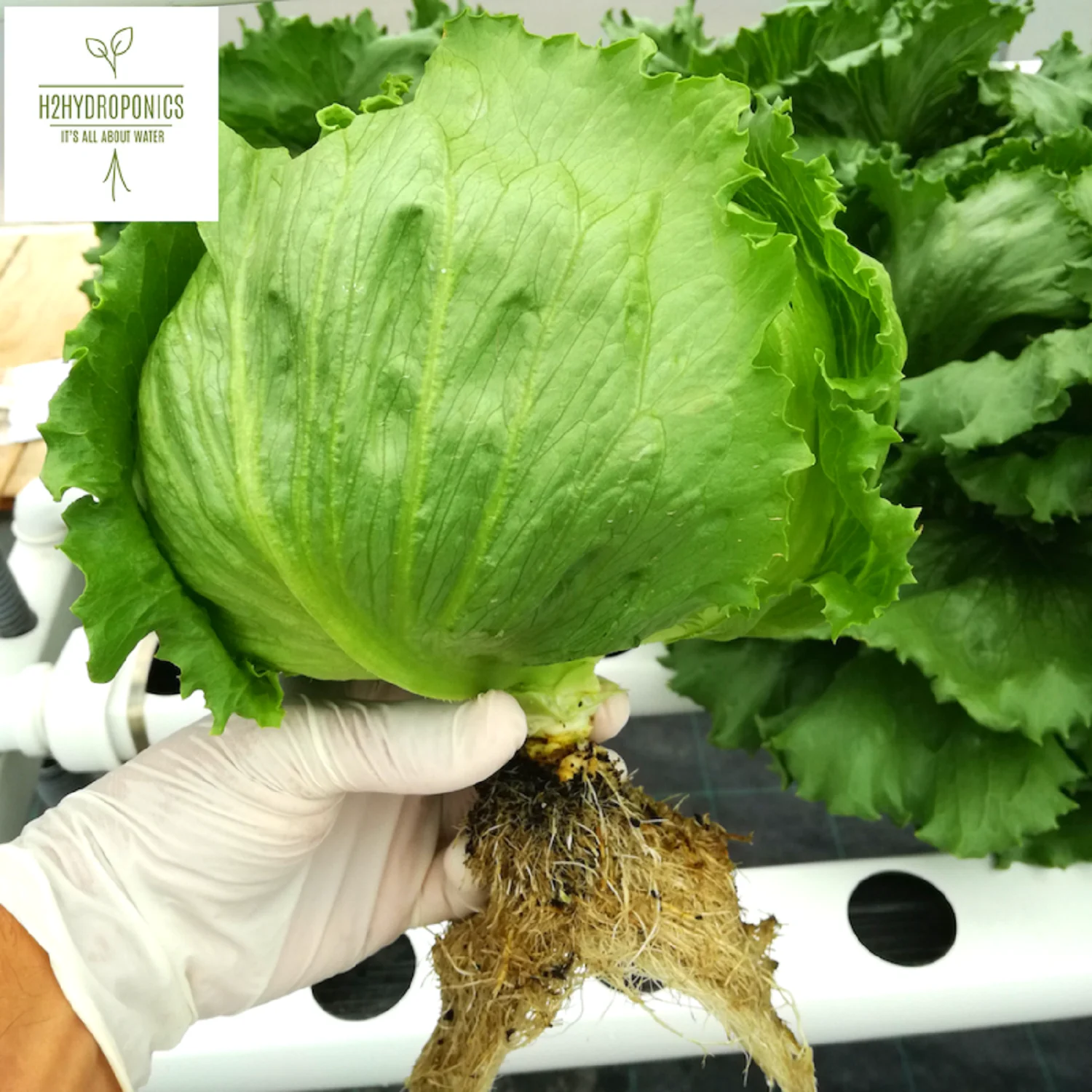 NFT growing system for lettuce,spinach,basil,strawberry, application and NFT gully hydroponic Product for greenhouse