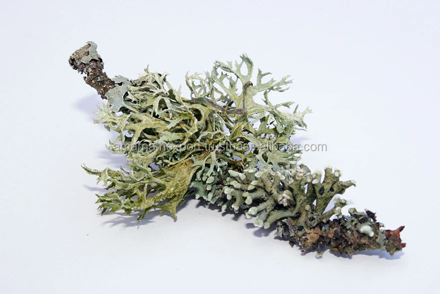 Oakmoss Absolute Oil Pure Essential Oil Natural Ingredients Root Source GMP MSDS & COA Certified OEM Supply