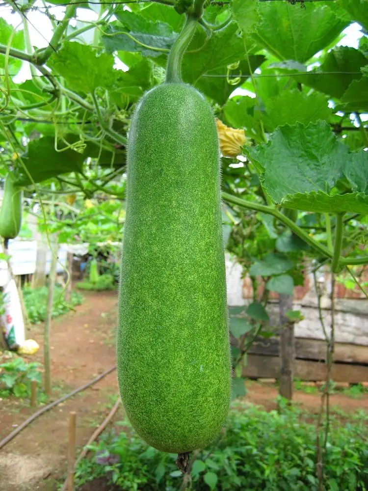 
FRESH WINTER MELON in 2020 