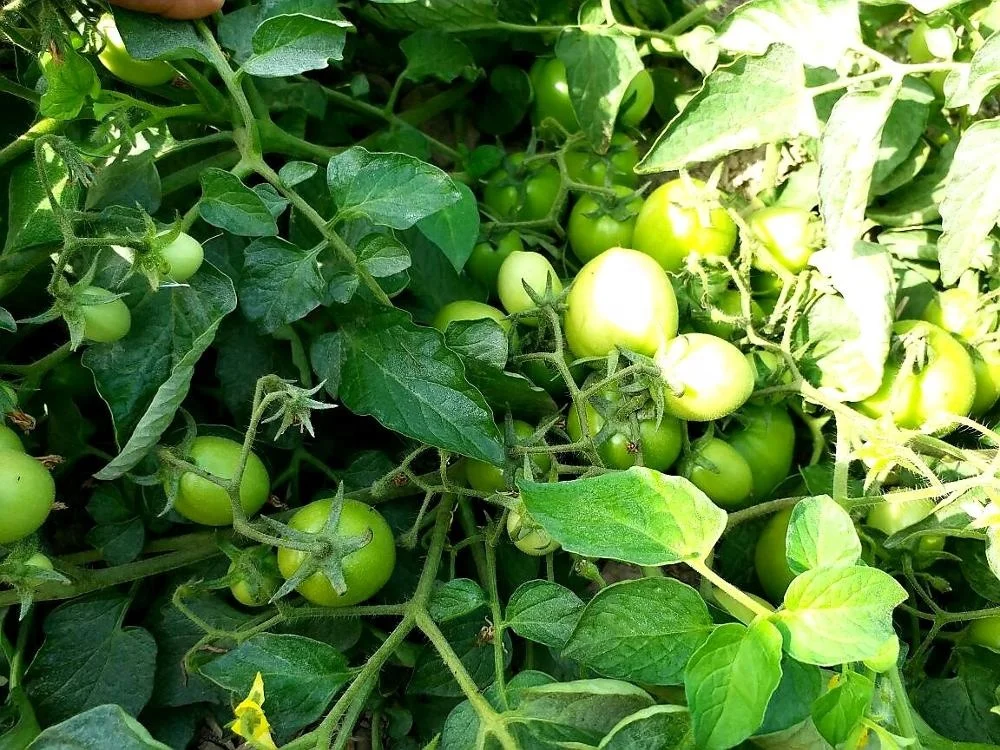 
Tomato Hybrid Rida F1 Seeds 
