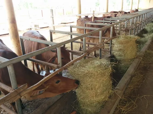 Vietnam Rice Straw For Animal Feed & BBQ Tools