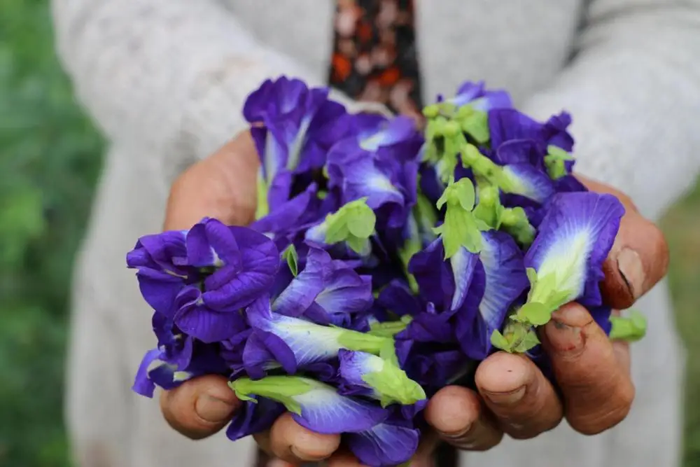 
High Quality Wholesale Factory Organic Dried Butterfly Pea Flower Tea Private Label OEM Product of Thailand 