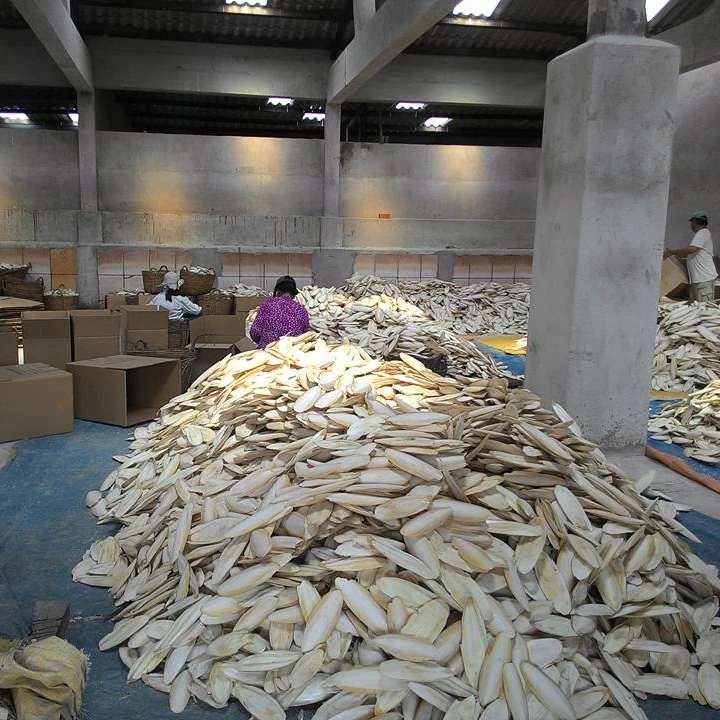Dried Cuttlefish bone/ cuttlefish from Vietnam 2021/ Ms. Esther (WhatsApp: +84963590549)