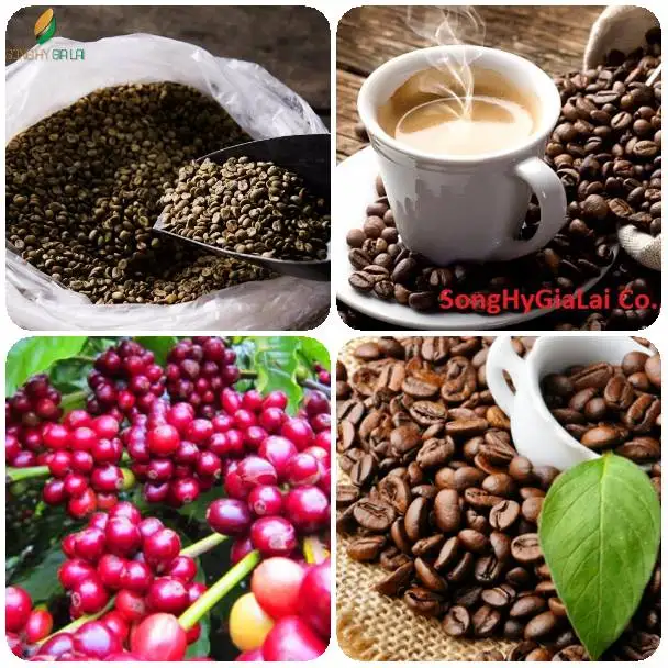 VIETNAM ROBUSTA COFFEE GREEN BEANS