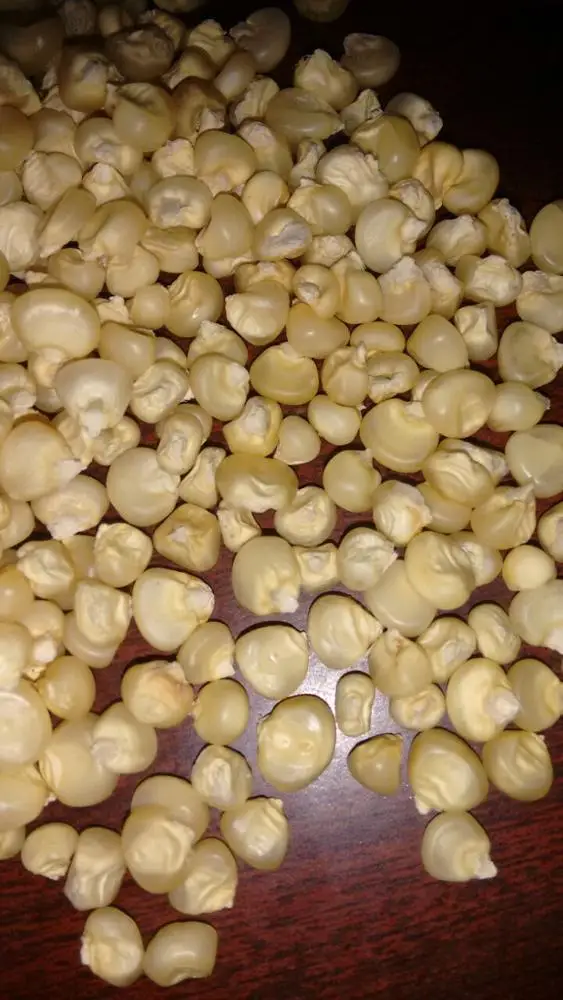 
White Maize 