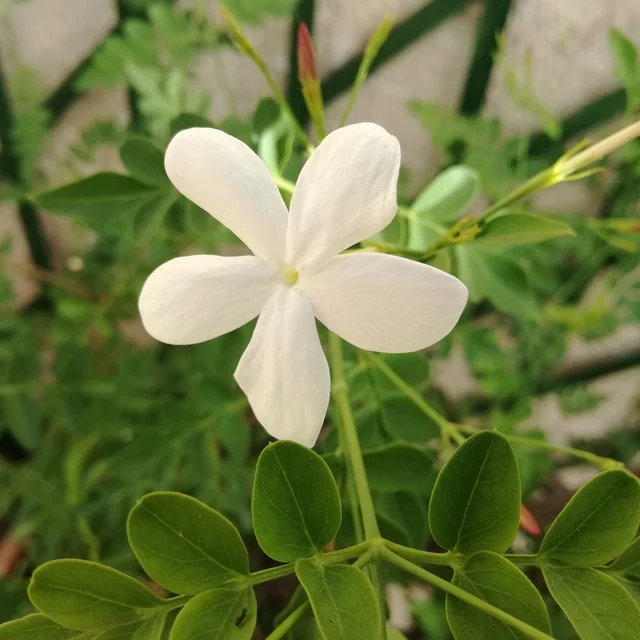 Top Grade GMP Certified 100% Pure and Natural Jasmine Essential Oil