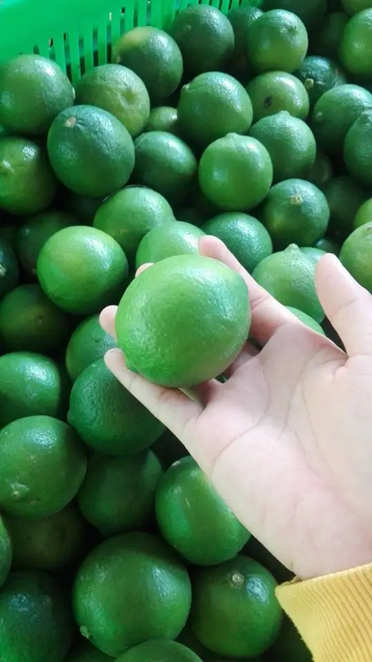 GREEN LIME SSEEDLESS FRESH LIME HIGH QUALITY FRESG LIME VIETNAM +84-845-639-639 (Whatsapp)