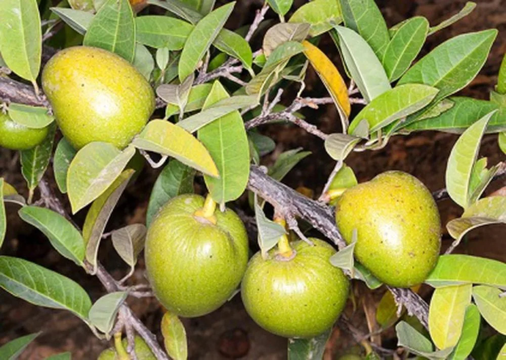 Аннона глабра-пруд яблоко в 2020