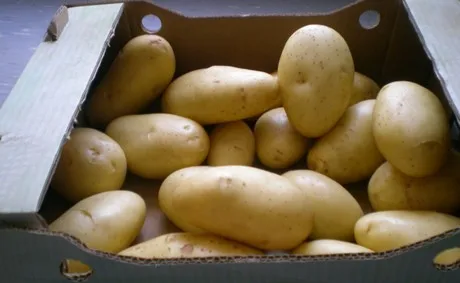 
Fresh Potato Morocco 2018 