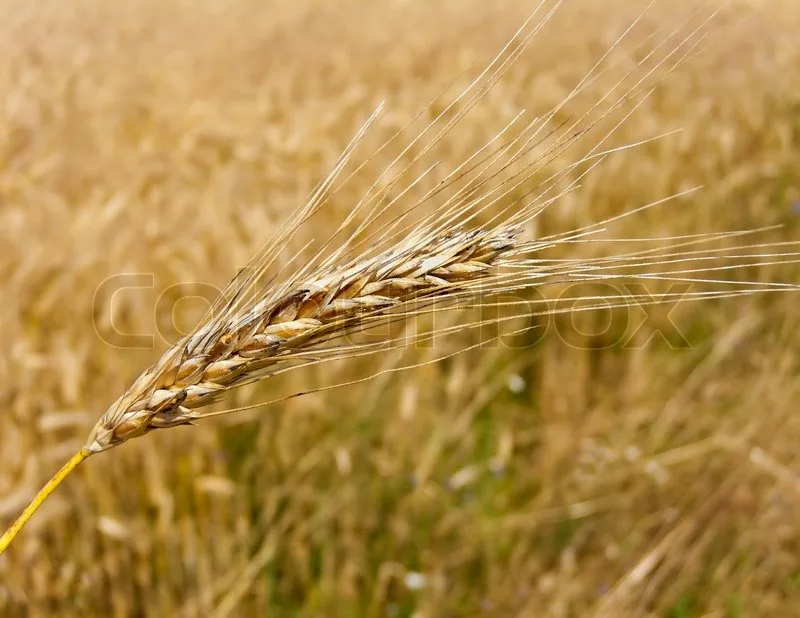 Barley Seeds For Sowing For Moldova, Republic Of