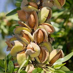 Organic Sweet Almond Essential Oil Price