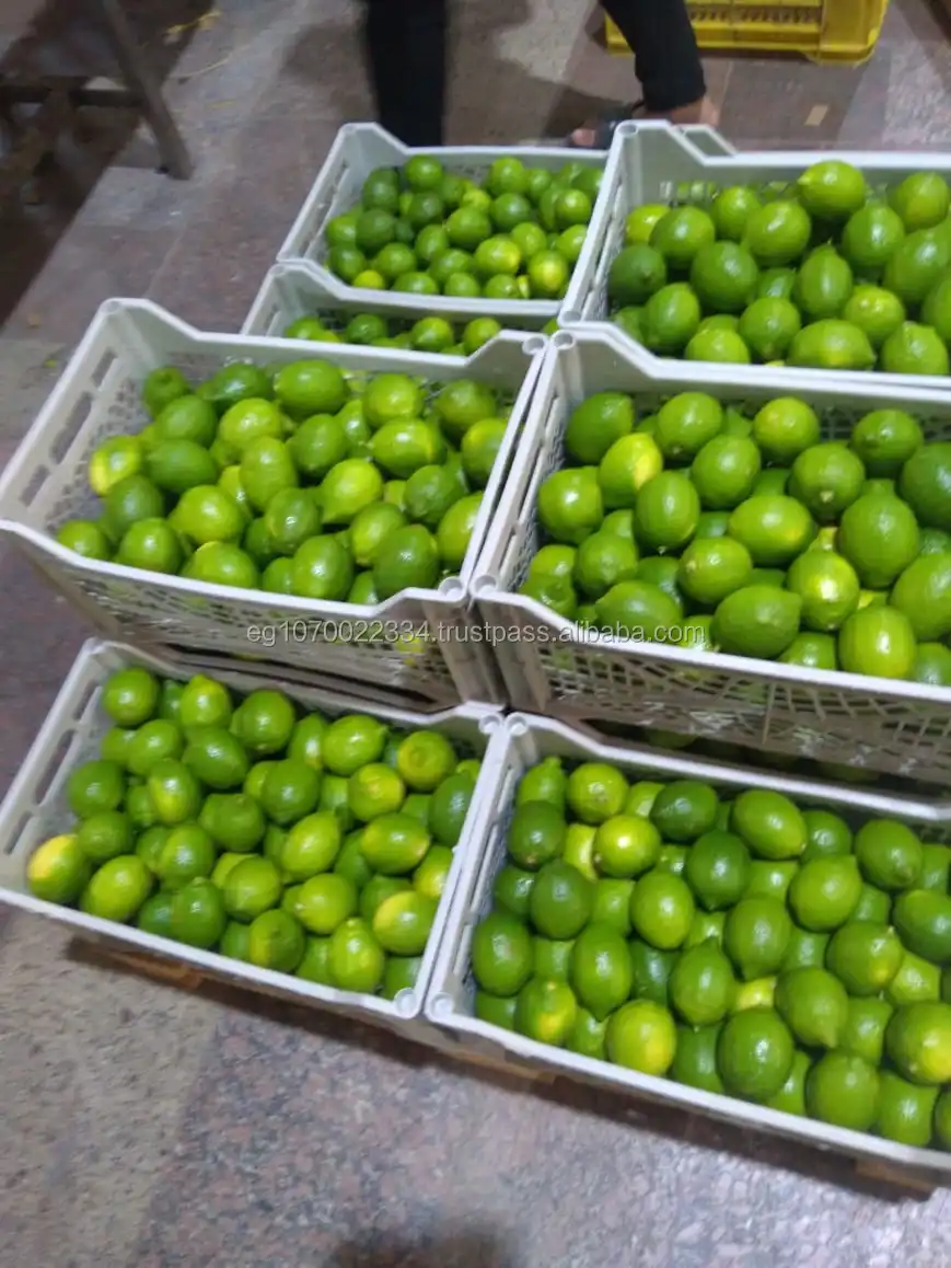 Fresh Egyptian LEMON - lime  2023 price