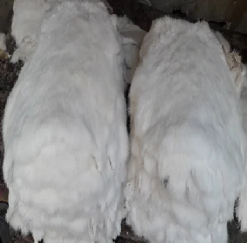 Rabbit Fur Natural White Color Sizes 30 cm Up For Garments / Decoration