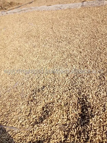 
wholesale peanuts in shell , fresh crop 2019 , high quality best price from Egypt 